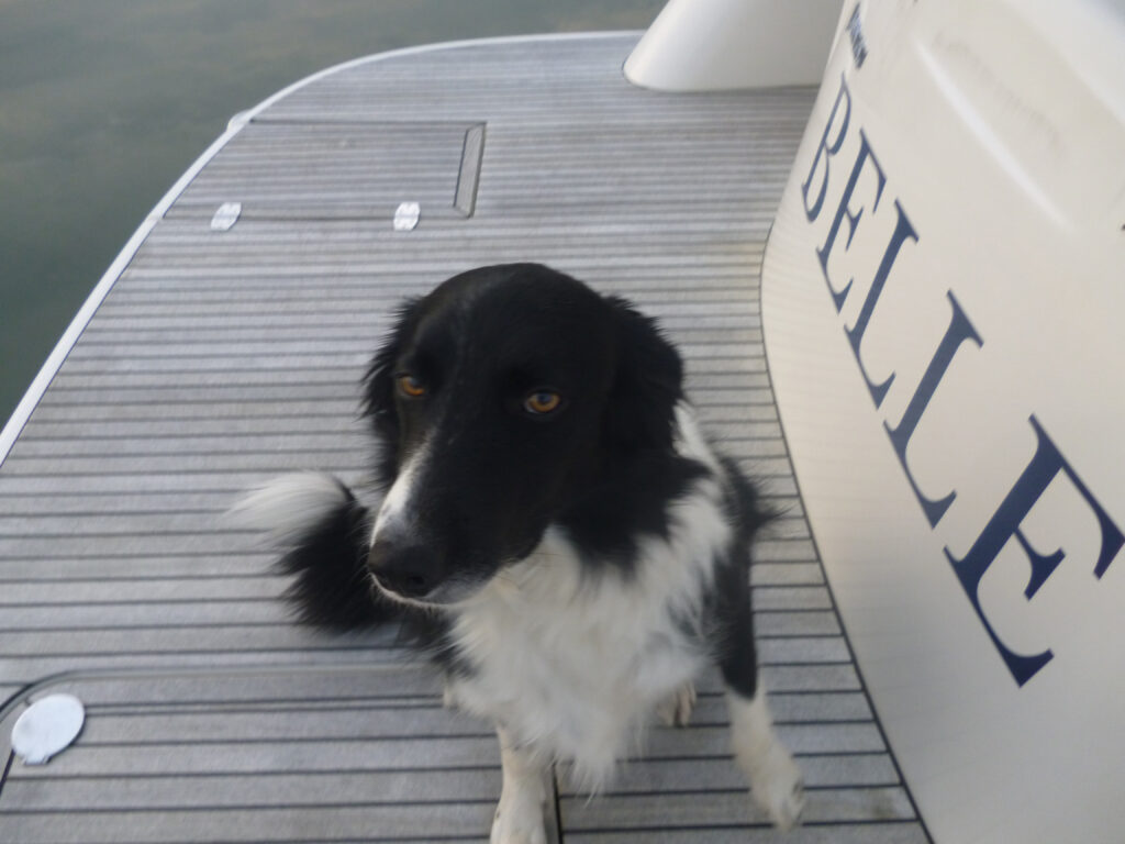 Roy Davies loyal pet Dog ‘Bryn’ the Welsh border Collie who sadly passed in December 2021 on board Belle